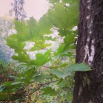 Зеленые листья клена в лесу
