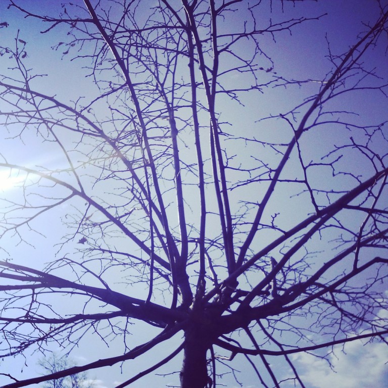 дерево в марте